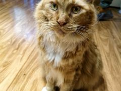 -MOCHA明星猫咖(田子坊店)