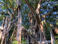 -凯邦亚湖风景区