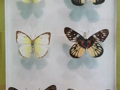 -上海昆虫博物馆