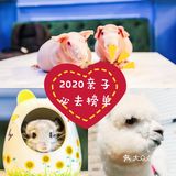 上海遛娃好去处‼️新柒宠[礼花]