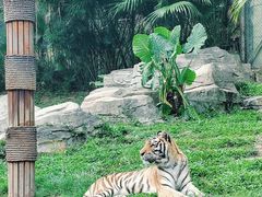 -深圳野生动物园