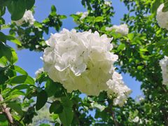 -上海共青森林公园