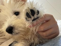 -安安宠医宠物医院·异宠·犬猫内科(岳阳分院)