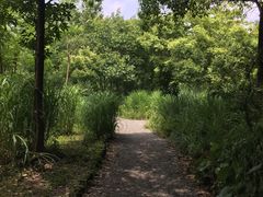 -新江湾城公园