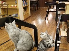 -猫友咖啡店(玉林西路店)