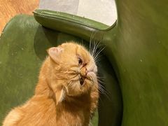 -猫小院猫主题餐厅(三里屯店)