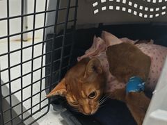 -纳吉亚猫专科动物诊疗中心(蒋宅口分院)