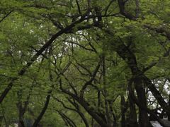 -颐和路民国时期公馆风貌区