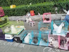 -中环花鸟鱼虫市场
