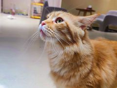 -藏猫猫咖啡主题馆(中央大道店)