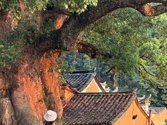 -杨家堂村