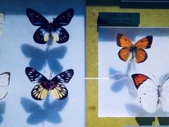 -上海昆虫博物馆