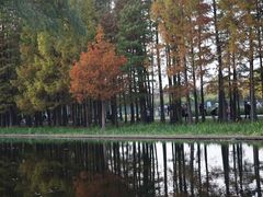 -上海共青森林公园