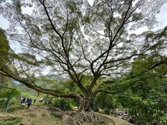 -广州市石门国家森林公园