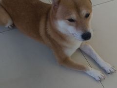 -怪兽屋·羊驼·猫咖·狗咖(俊华广场店)