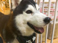 海参-Husky Go! 哈士奇体验馆·宠物咖啡厅狗咖