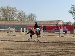 -北京群众马术培训基地