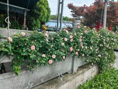 -听风阁农家私房菜茶楼(龙坞店)