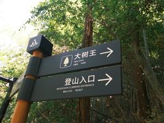 -天目山大树王景区