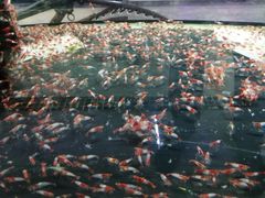 -中环花鸟鱼虫市场