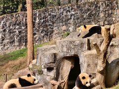-都江堰中华大熊猫苑