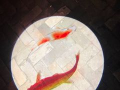 -鼎盛蜀坊·重庆江湖菜(市桥地铁站店)