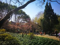 -上海醉白池公园