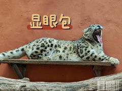 -青藏高原野生动物园