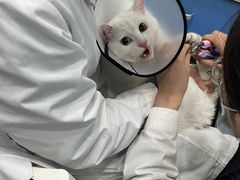 -乖乖乐动物医院(小汤山分院)