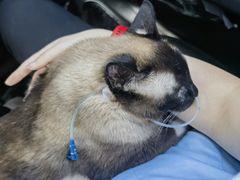 -美联众合动物医院·24h京西诊疗中心
