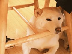 -柴の食堂·日式家庭料理·熊之肆(大学路店)