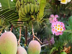 -西双版纳傣族园