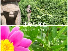 -洛阳白马寺