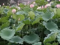 -荔湾湖公园