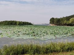 -丁香湖公园
