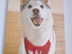 -Husky Go! 哈士奇体验馆·宠物咖啡厅狗咖