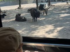 -上海野生动物园老虎餐厅