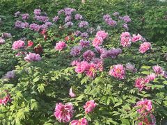 -石家庄市植物园