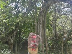 -瑞丽独树成林风景区
