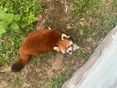 -青岛森林野生动物世界