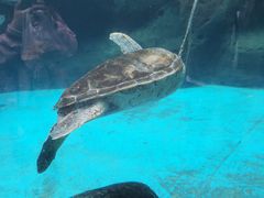 -海合安成都极地海洋公园