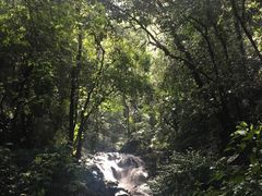 -莫里热带雨林景区