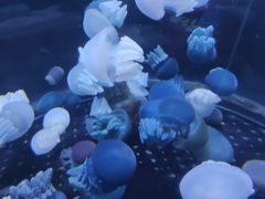 -芜湖新华联大白鲸海洋公园