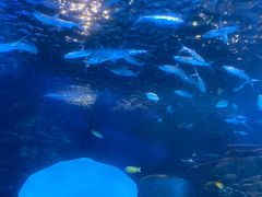 -太平洋海底世界