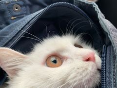 -纳吉亚猫专科动物诊疗中心(蒋宅口分院)
