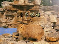 -北京野生动物园