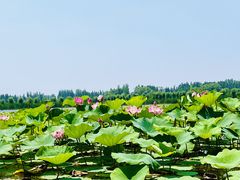 -白洋淀风景区