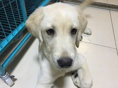 -中农大我爱我爱24h动物医院·中医针灸·猫专科·骨科医疗中心(双井店)