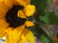 -卜蜂莲花(辽阳西路店)