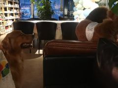 -百好乐宠物友好餐厅(朝外大街店)